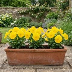 Pansy Delta Pro Clear Yellow Plants, Frost Hardy Winter & Spring Flowering, 3Ltr Root-Ball