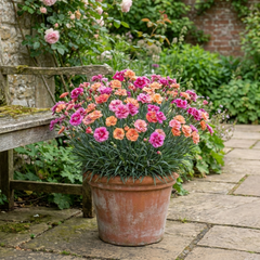 1 Dianthus Tequila Sunrise Plant, Fragrant Summer Flowering Perennial, Hardy Garden Ready, 5L Root Ball