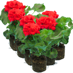Geranium Toscana Mylena | 3 or 6 1L Pots