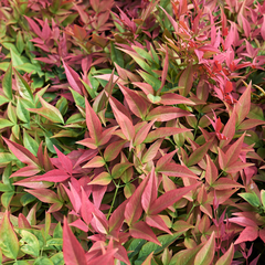 Nandina Obsessed | 3L Pot