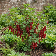 Redcurrant Jonkheer Van Tets Fruit Bush, Hardy Outdoor Garden Ready, 2 Litre Root Ball