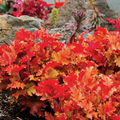 Heuchera Marmalade | 2L Pot