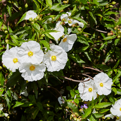 Cistus Corbariensis | 2L Pot