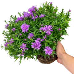 Aster Alpha Light Pink | 2L Pot