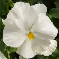 Dianthus Oscar White | 3 or 6 1L Pots