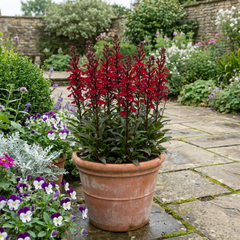 Lobelia Starship Scarlet Upright Hardy Perennial Plants, Summer Bedding, Garden Ready, 1 Litre Root Ball