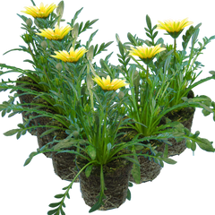 Gazania Kiss White Improved | 3 or 6 1L Pots