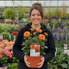 1 Large Plant - Dahlia Dahlegria Sunrise, Ready to Plant in Your Garden, 3L Pot