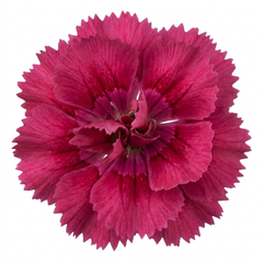 1 Cottage Pink Dianthus Sugar Plum Plant, Fragrant Hardy Perennial, Summer Flowering, 5L Root Ball