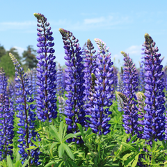Lupin Legendary Blue, Ready to Plant in Your Garden, Peat Free