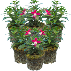 Fuchsia Diva Red and White | 3 or 6 1L Pots