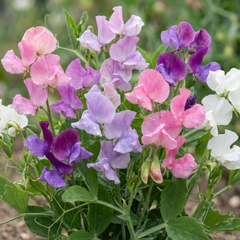 Sweet Pea Cupid Mix, 10.5 cm Rootballs