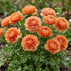 Ranunculus Vortex Orange Apricot Persian Buttercup Plants, Hardy Perennial, Spring Flowering, Outdoor Garden Ready, 1 Litre Root-Ball