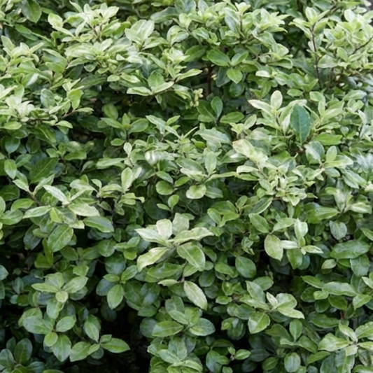 Pittosporum Pom Pom, Ready to Plant in Your Garden, 3L Pot