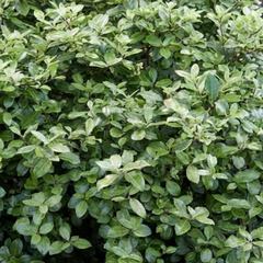 Pittosporum Pom Pom, Ready to Plant in Your Garden, 3L Pot