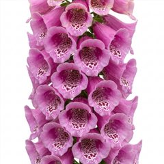 1 Large Plant - Digitalis Dalmatian Rose, Ready to Plant in Your Garden, 2L Pot