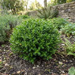 1 Hebe Emerald Gem Hardy Perennial Plant, Compact Evergreen Flowering Shrub, 2 Litre Root Ball