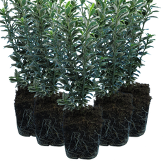 EUONYMUS MICROPHYLLUS ALBOVARIEGATUS