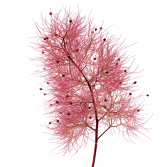1 Large Plant - Cotinus Royal Purple, Ready to Plant in Your Garden, 3L Pot