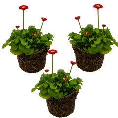 Bellis Red | 3 or 6 1L Pots