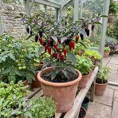 Set of 3 or 6 Large Plants - Grow Your Own Chilli Pepper Atomic, Garden Ready