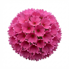 Set of 3 or 6 Primula Denticulata Deep Rose Hardy Perennial Plants, Spring Flowering, Outdoor Garden Ready, 1 Litre Root-Ball