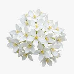 1 Large Plant - Choisya Snow Flurries, Ready to Plant in Your Garden, 3L Pot