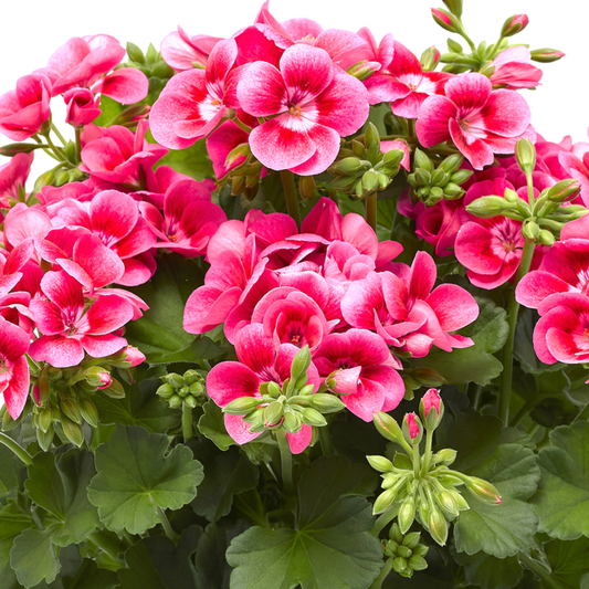 Geranium Calliope Pretty Little Pink Splash | 3 or 6 1L Pots