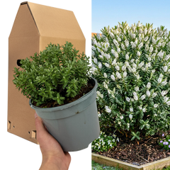 1 Large, Garden Ready Plant - Hebe Sutherlandii (Shrubby Veronica), 17cm/2L Pot