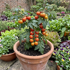 Set of 3 or 6 Large Plants - Tomato Ricola Fire & Lightning, Ready to Plant in Your Garden