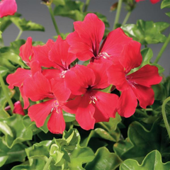 Geranium Tornado Red | 3 or 6 1L Pots