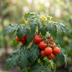 Set of 3 or 6 Tomato Totem Plants, Compact Dwarf Patio Bush Variety, Grow Your Own, Outdoor Garden Ready, 1L Root Ball