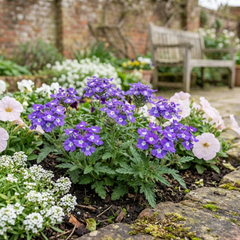 Trailing Verbena Blue Eye Plants, Summer Flowering Hanging Basket Ready, Outdoor Garden Ready, 10.5cm Root-Ball