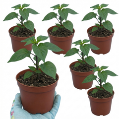 Chilli Pepper Plants - Habanero Chocolate, Ready to Plant in Your Garden