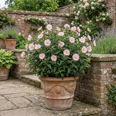 Cistus Thrive Rock Rose Plant, Hardy Evergreen Flowering Shrub, Litre Root Ball