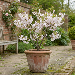 Prunus Kojo No Mai Flowering Hedging Plant, Low Maintenance Garden Ready, Litre Root Ball