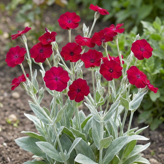 Set of 3 or 6 Lychnis atrosanguinea Hardy Perennial Plants, Summer Flowering, Bee-Friendly Cottage Garden Plant, 1L Root Ball