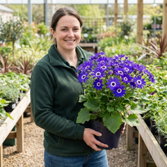 Senetti Violet Pericallis Plant, Colourful Outdoor Summer Bedding Flower, Garden Ready, 17cm Root-Ball