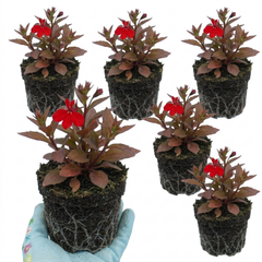 Lobelia Starship Bronze Leaf Upright Hardy Perennial Plants, Garden Ready, 1 Litre Root Ball