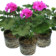 Pelargonium Toscana Dolce Vita Evi Blue, Ready to Plant