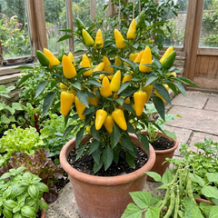 Sweet Pepper Plants - Astor Variety, Ready to Plant in Your Garden