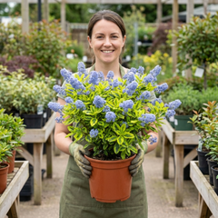 Ceanothus Thyrsiflorus Zanzibar California Lilac Plant, Hardy Evergreen Blue Flowering Shrub, 3L Root-Ball