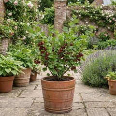 Gooseberry Kamieniar Plant, Hardy Edible Fruit Bush, Outdoor Garden Ready, 17cm Root Ball