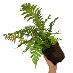 Blechnum Volcano | 3L Pots