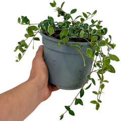 Vinca Ralph Shugert | 2L Pot