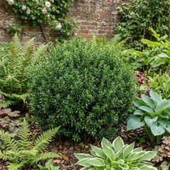 Euonymus Microphyllus Evergreen Hedge Plant, Hardy Low Maintenance Garden Shrub, 17cm Root-Ball