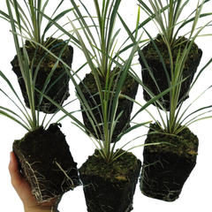 Torbay Dazzler | 3 or 6 1L Pots