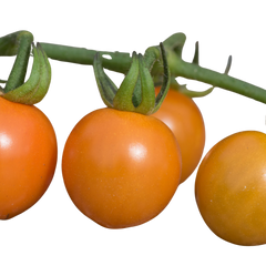 Set of 3 or 6 Large Plants - Tomato Honeycomb Variety, Outdoor Garden Ready, 10.5 cm