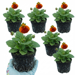 Calceolaria Calynopsis ‘Red Orange Bicolour’, Ready to Plant