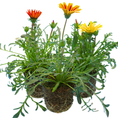 Gazania Kiss Any Colour Mix | 3 or 6 1L Pots